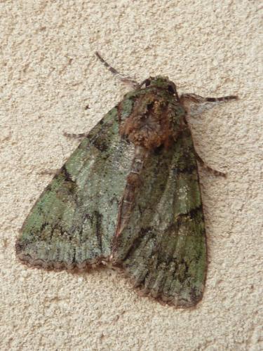 Réf. 234 348 : Polyphaenis sericata